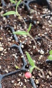 Tomatoe seedling